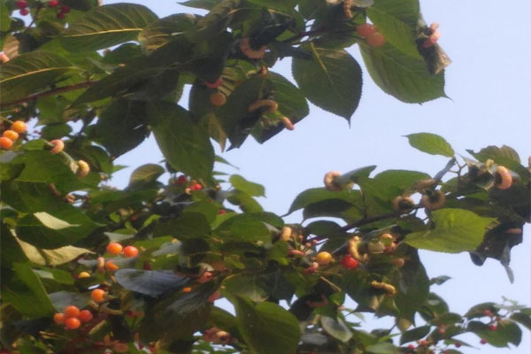 樱桃上的粉色小虫是什么虫,樱桃叶子上长虫