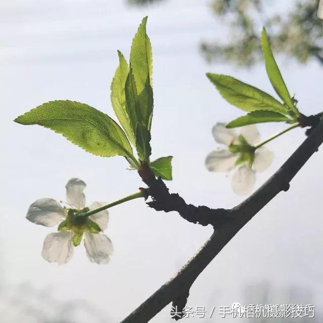 读者投稿点评，这些照片该如何改进？