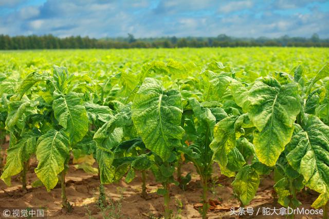 移民加拿大后连大白菜也吃不起了，后悔不？