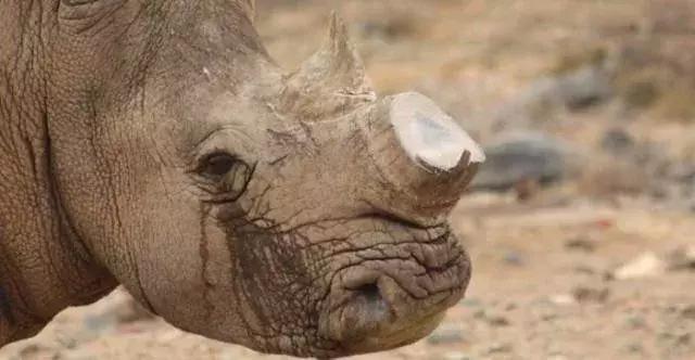 你还知道哪些最贵的东西,什么是世界上最贵的十种东西