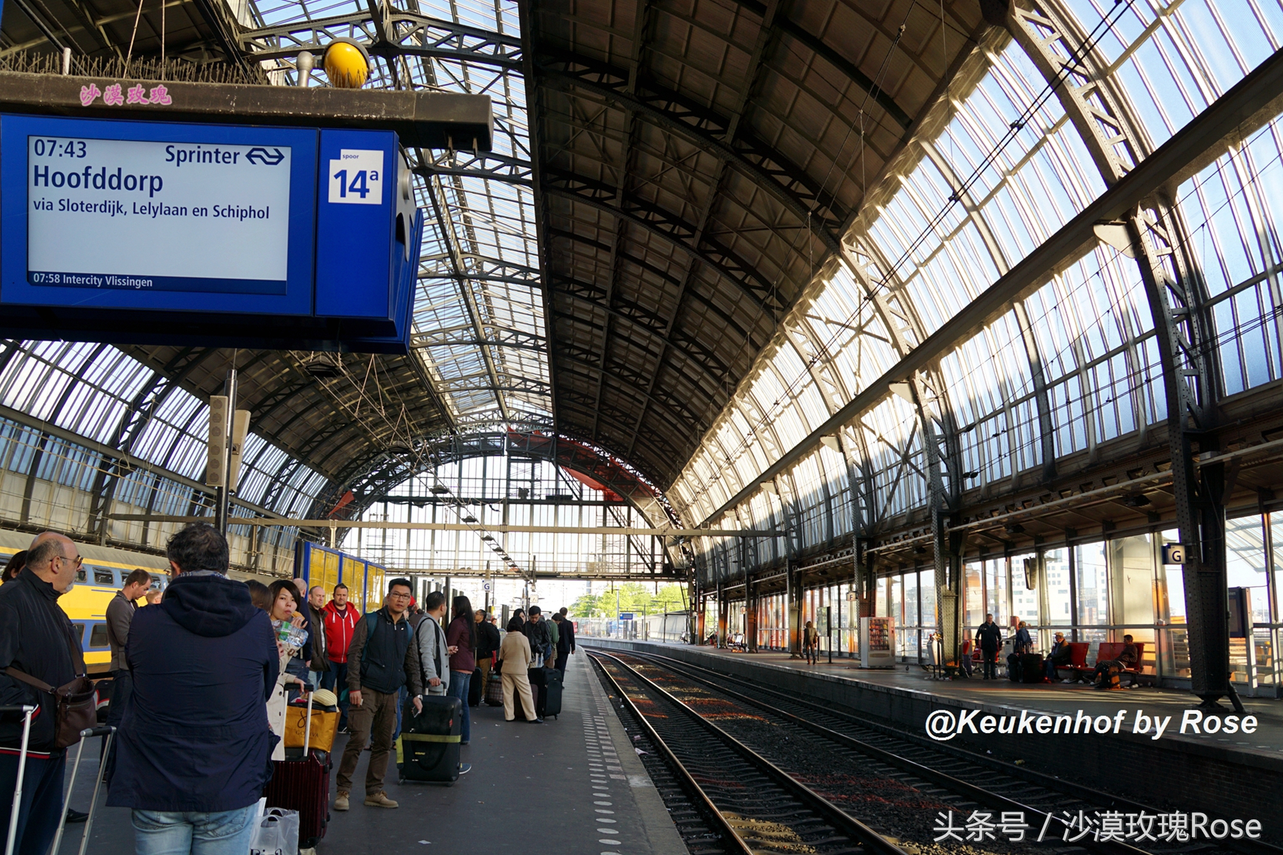 荷兰哪里可以看到郁金香花海,荷兰的郁金香花图