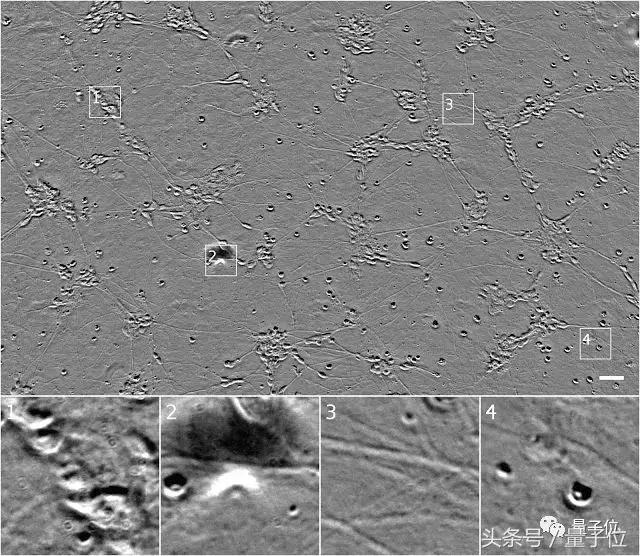 细胞生物学实验荧光标记,细胞免疫荧光