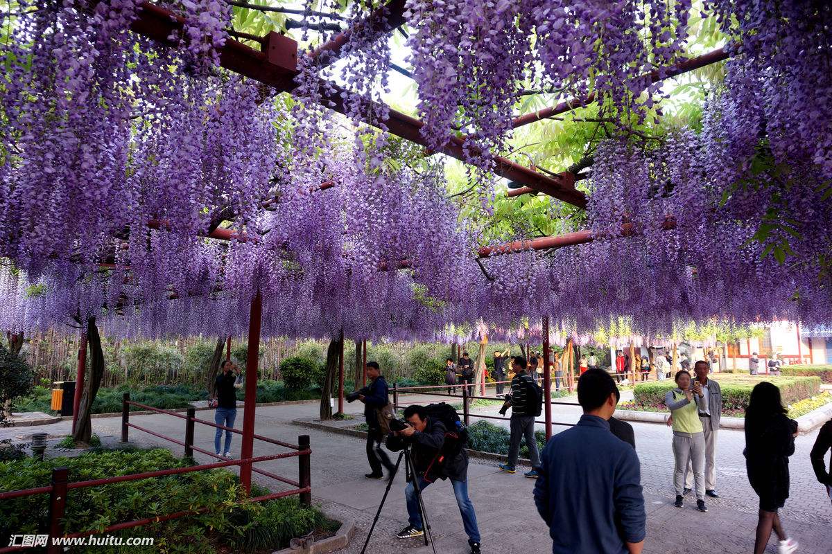 藤类的花卉都有什么,所有的藤类功效