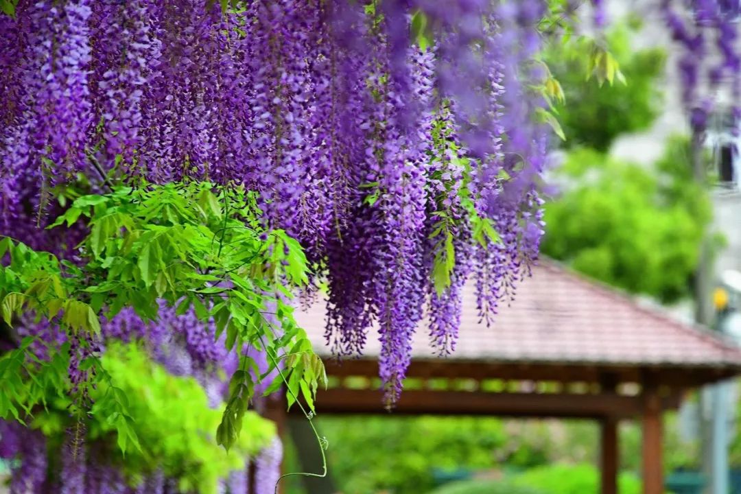 诗情画意赏紫藤（摄影：咖啡人生，整理编辑：知行摄旅行）