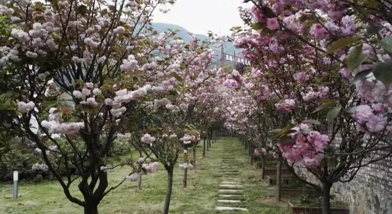 重庆风景让人一看心旷神怡的地方,秋日游重庆这里的景色别样好