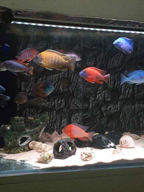 适合饲养的十大观赏鱼,最受欢迎的观赏鱼