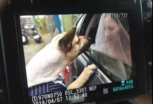 主人嫁人时狗狗的反应让人感动,当你亲狗狗时狗狗的反应感人