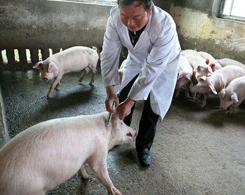 母猪后腿跛不敢落地打什么,母猪后腿不敢着地