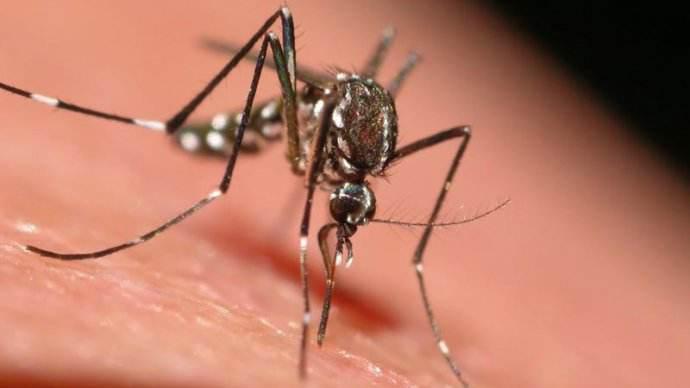 身怀六把“剑”：蚊子是这样吸血的！