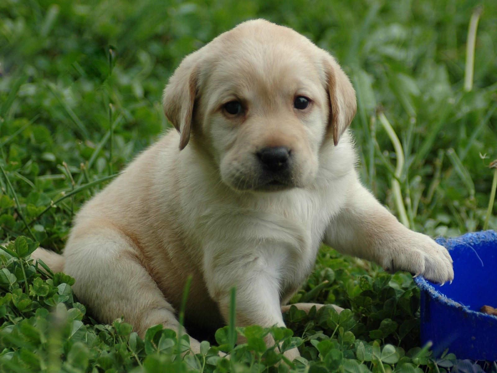 拉布拉多犬脱毛很多皮屑,拉布拉多脱毛而且有跳蚤
