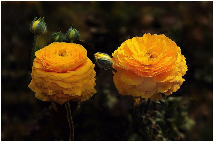 代表独特的花语的花是什么,什么花的花语是惊艳人心的呢