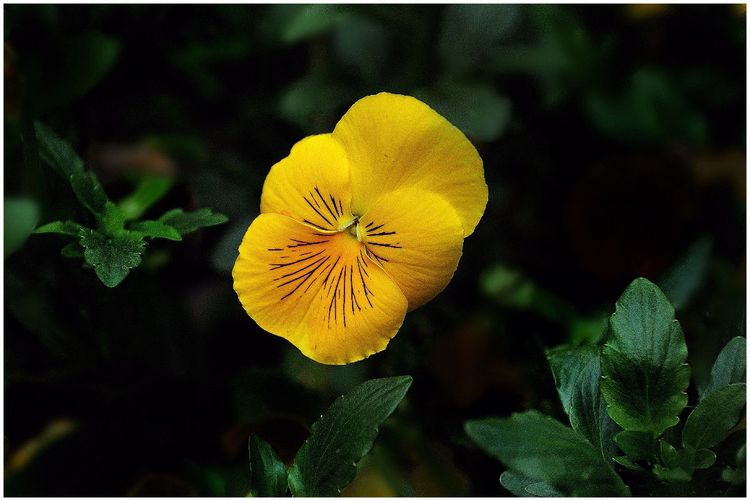 代表独特的花语的花是什么,什么花的花语是惊艳人心的呢