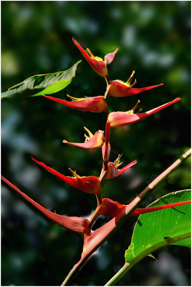 代表独特的花语的花是什么,什么花的花语是惊艳人心的呢