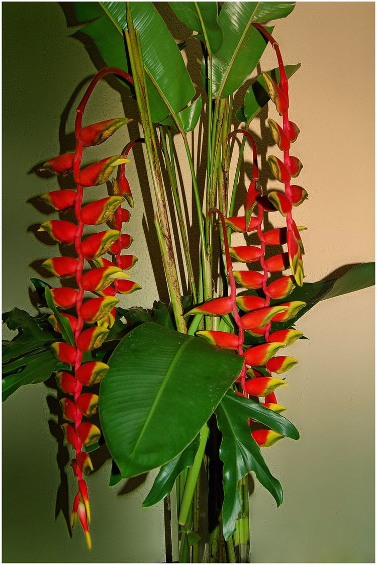 代表独特的花语的花是什么,什么花的花语是惊艳人心的呢