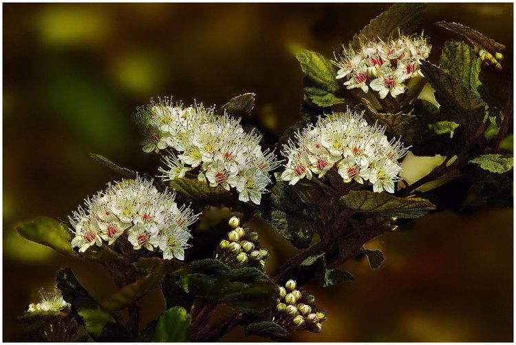 代表独特的花语的花是什么,什么花的花语是惊艳人心的呢