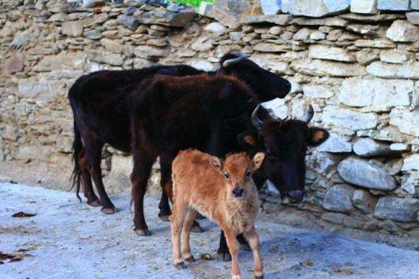牛犊子是什么意思网络语,牛犊子的意思