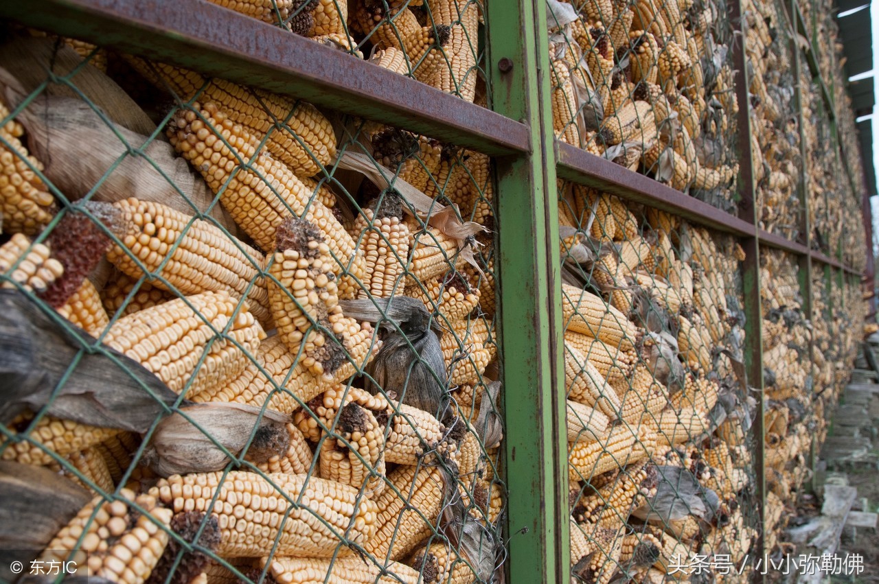 霉菌毒素危害有多大?深度解析霉菌毒素!