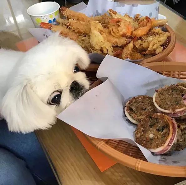 面对各路大鱼大肉,狗狗演绎眼珠子掉出来,主人你良心坏了