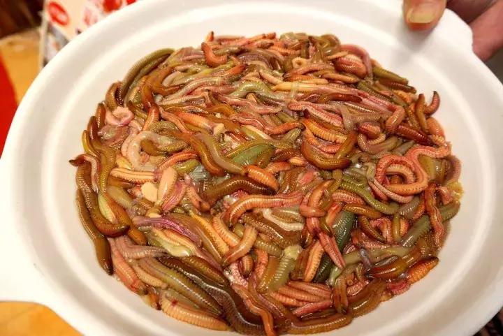 细长的白色水虫,东北小水虫