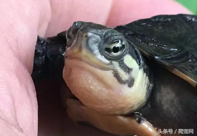 石金钱龟颜色及投资价值的关系