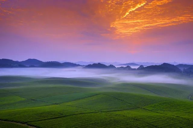 四月寻茶|除了云南普洱、西湖龙井，别小看贵州的这八道茶！