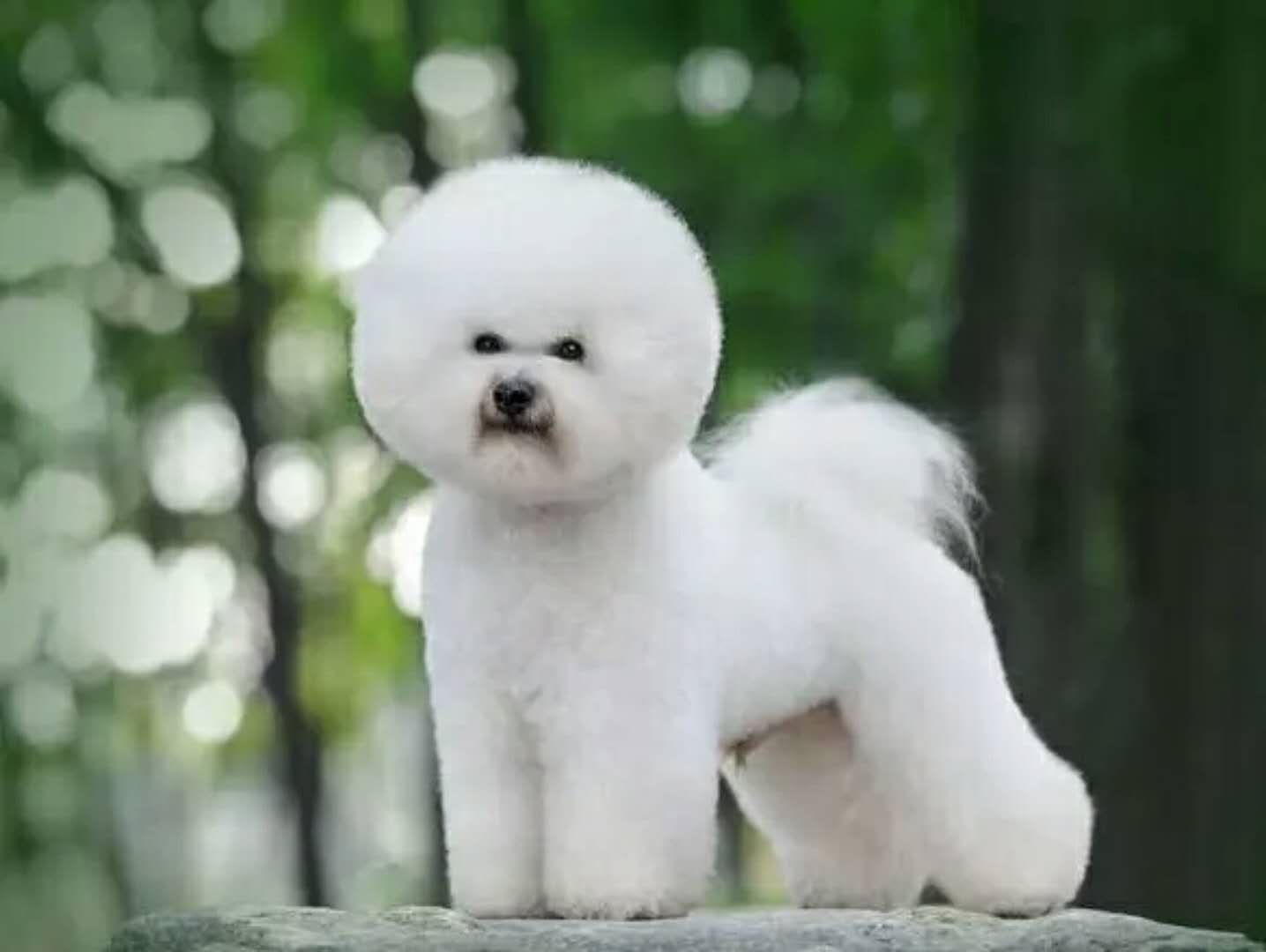 比熊犬咬人怎么训犬,比熊犬训犬视频大全