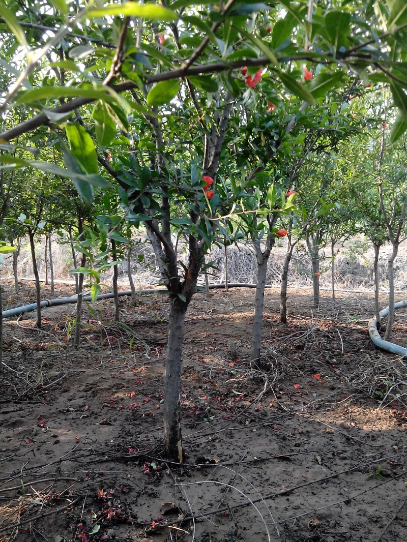 石榴树的养殖方法与注意事项,石榴树挂满石榴