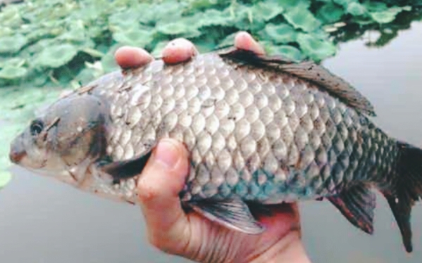 细腻的鲫鱼饵料有哪几种,商品鲫鱼饵哪种好钓些