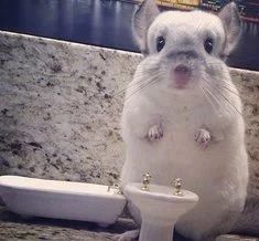 龙猫饲养，小白扫盲，爱护宠物，珍爱生命