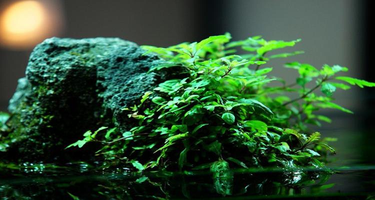 水兰水草养殖,水草养殖技巧