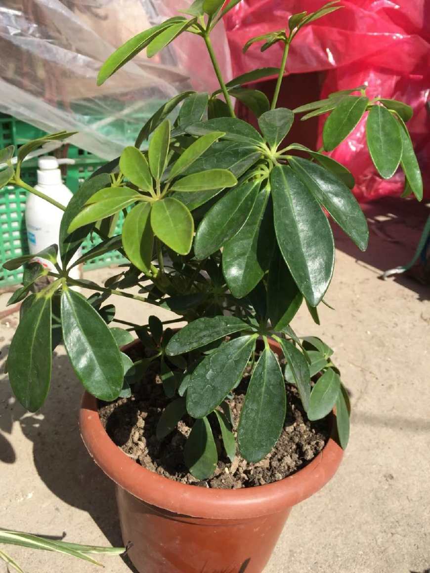 水培鸭掌木枝条，10多天没生根，可能是你忽略了这几点！