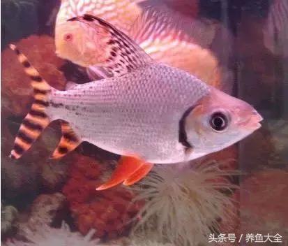 飞凤鱼能活多久,关于飞凤鱼