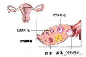 月经期间跑步卵泡破裂,大姨妈期间跑步黄体会破裂吗