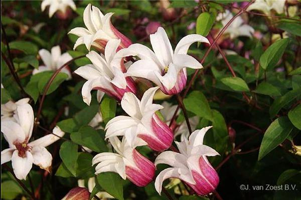 刚买回来的铁线莲怎么养,铁线莲怎么那么贵