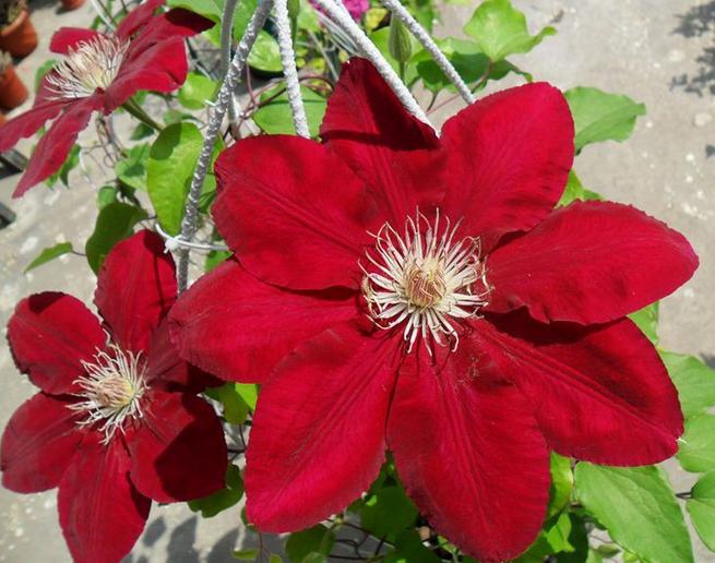 刚买回来的铁线莲怎么养,铁线莲怎么那么贵