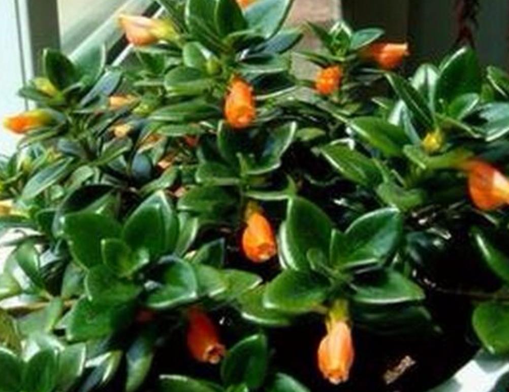 金鱼吊兰不开花什么原因,金鱼吊兰养殖方法一般多久开花