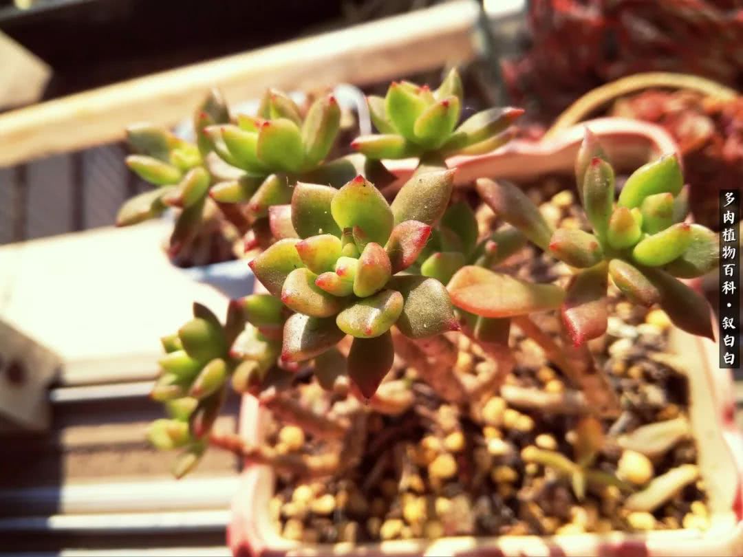 高一女生应该如何培养自己,植物补光灯养多肉心得