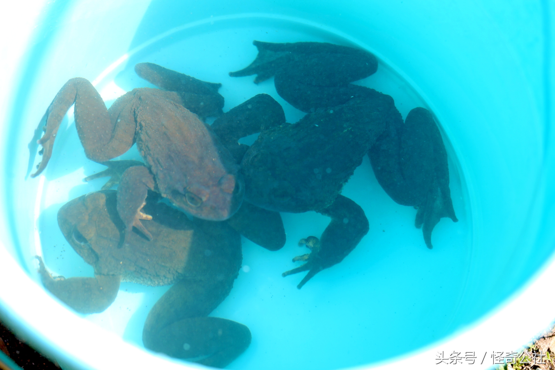 宜昌雾渡河石蛙养殖,石蛙养殖技术附近石蛙养殖基地