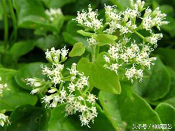 薇甘菊的功效与作用,薇甘菊生长