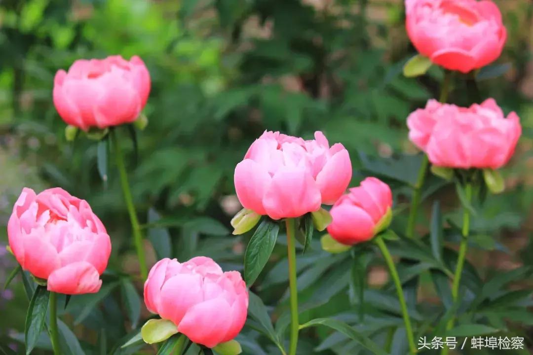 四月牡丹花开的诗词,牡丹真国色花开时节动京城的意思