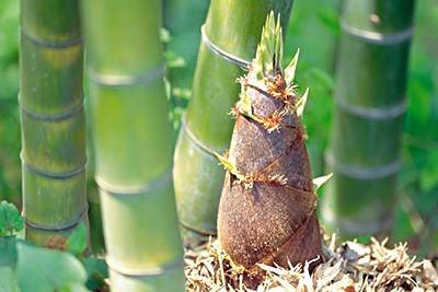 竹笋最好吃的十种做法清炒,竹笋最简单的做法怎么吃