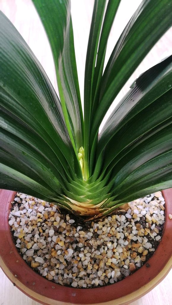 君子兰怎么养能让它开花长得快,君子兰怎么养才能更旺盛开花快