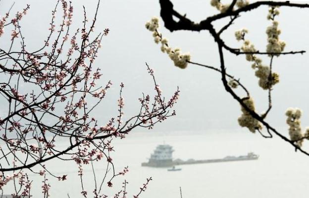 朝暮雨节春耕生，雨淅百花蓑鹭鳜，八首春雨诗词赏析，春雨唤醒…