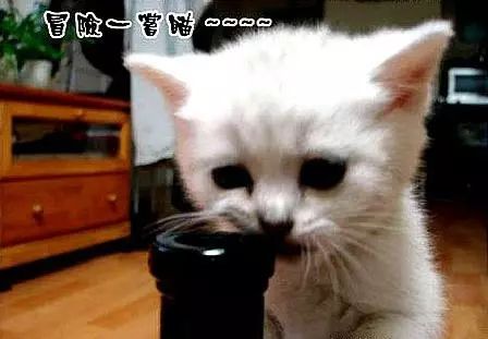 听说鸿毛药酒挺好喝？喵星人评测一下