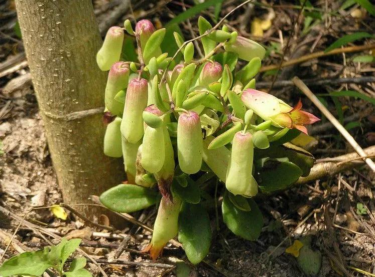 这种草来自非洲，能落地生根，农民称“打不死”，是治烫伤良药