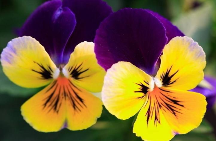 堇菜科堇菜属长萼堇菜,堇菜科堇菜属多年生草