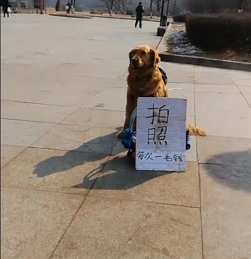 金毛犬摆地摊卖菜,金毛摆摊卖零食