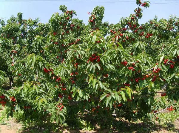 贵阳周边摘樱桃好去处,贵阳摘樱桃的地方有哪些