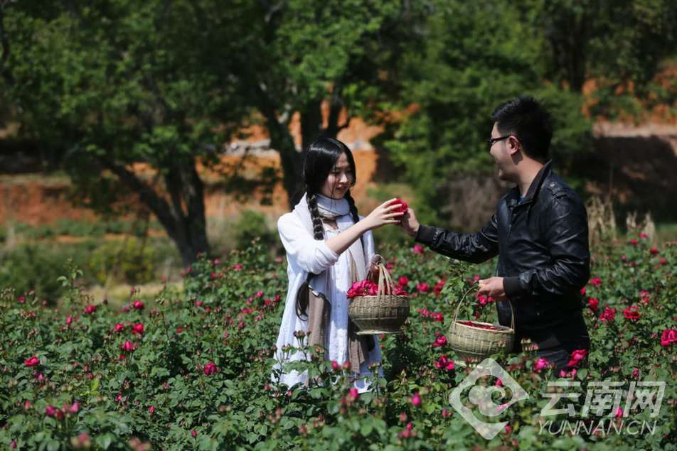 芬芳之旅会泽,芬芳之旅在线观看完整版