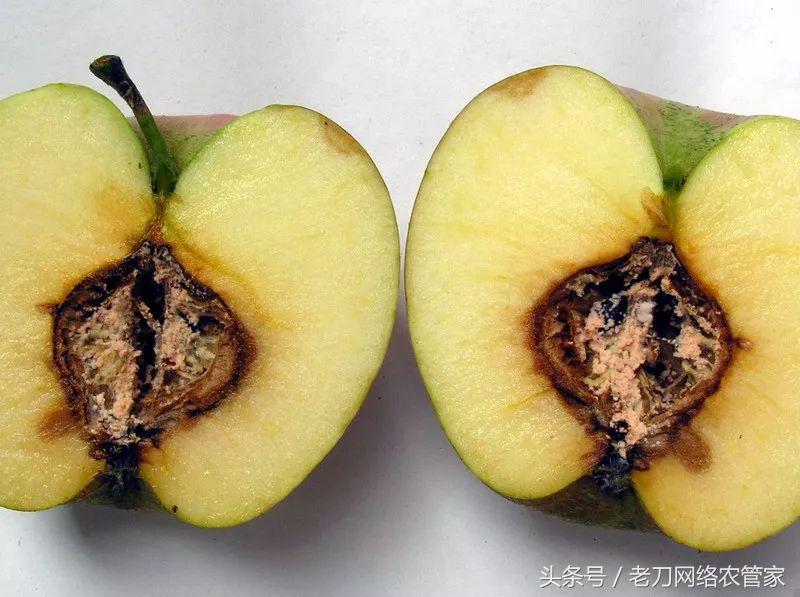 苹果霉心病防治最佳时间,苹果花期过后的霉心病的表现